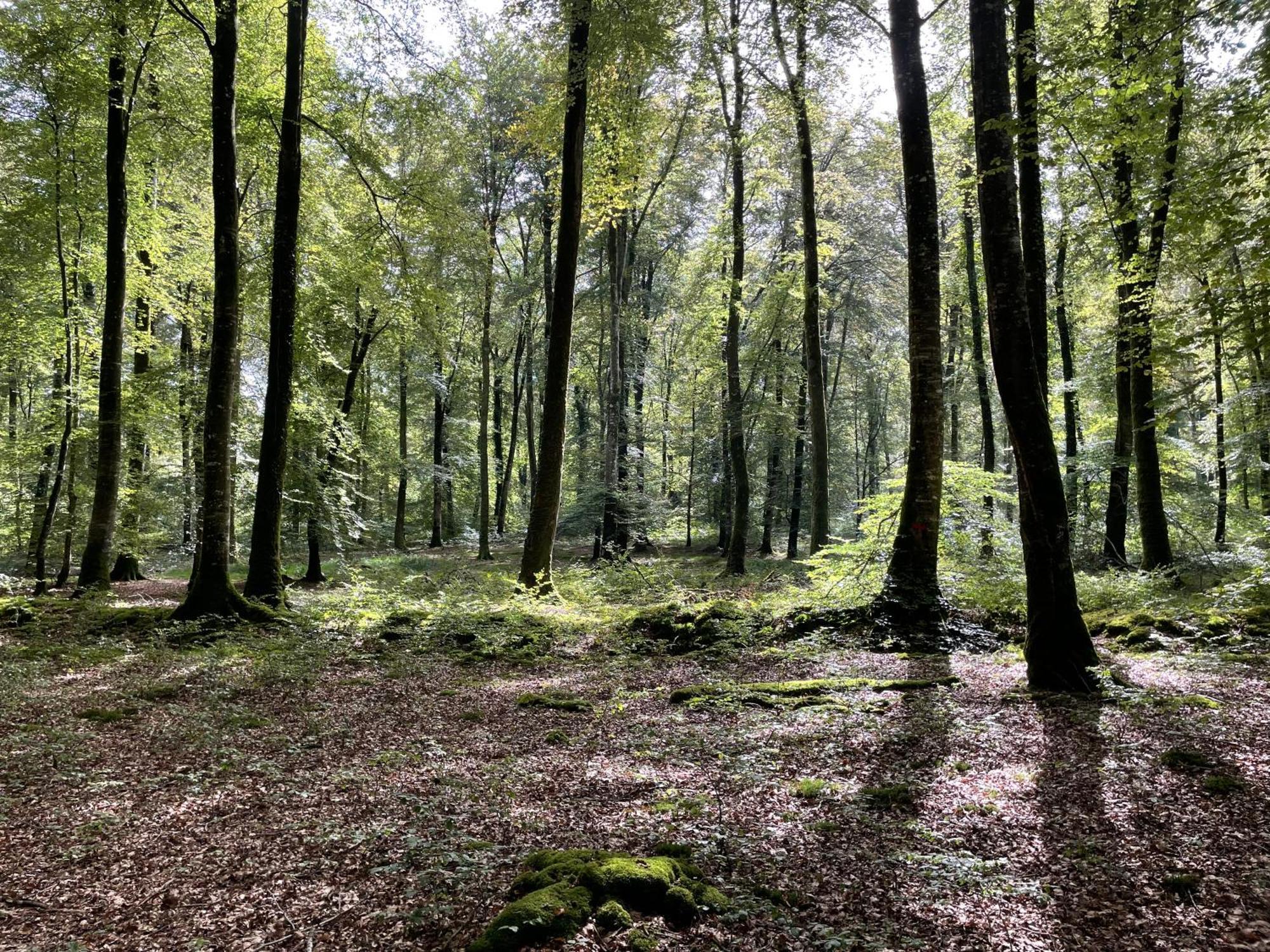 Le Courtil Villa Cerisy-la-Foret Kültér fotó